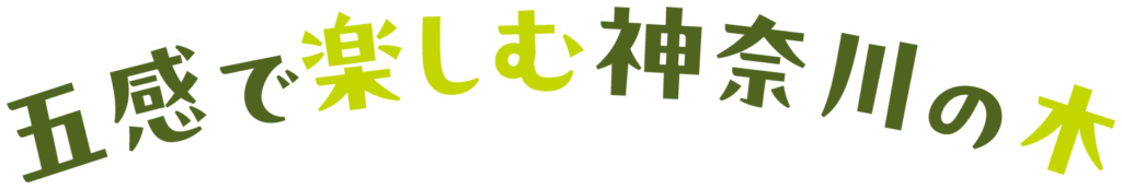 五感で楽しむ神奈川の木